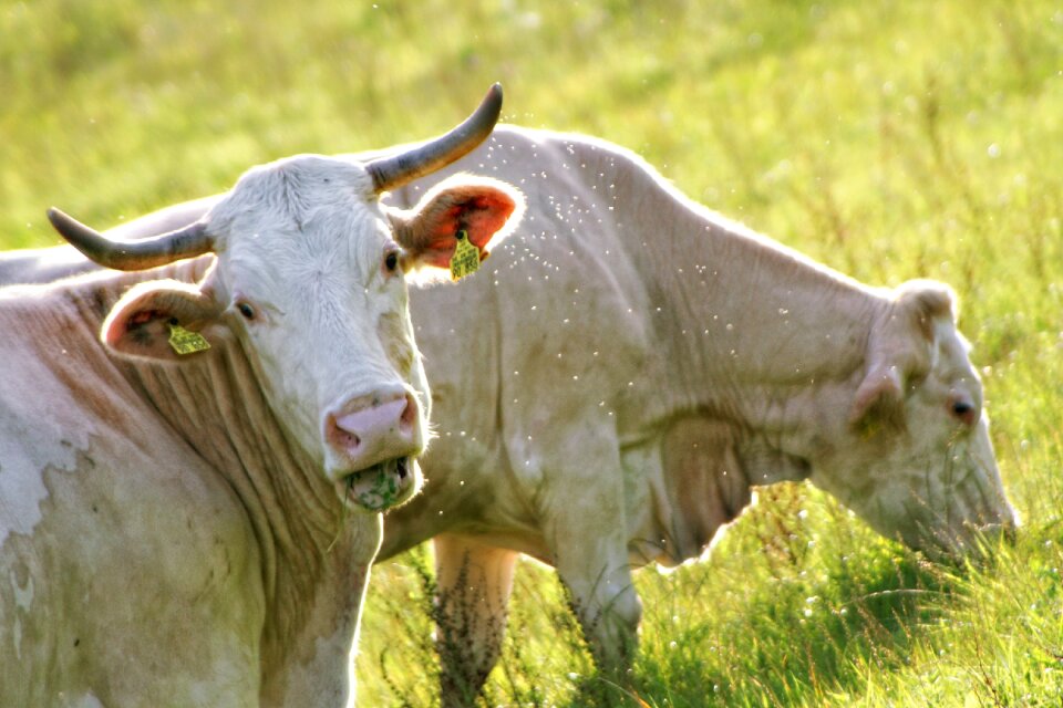 Evening sun white graze