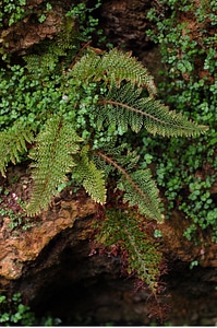 Green spring foliage