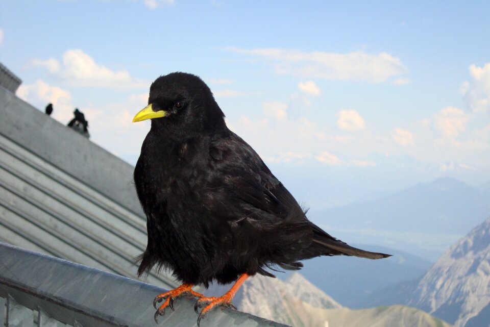 Mountain jackdaw mountain bird black