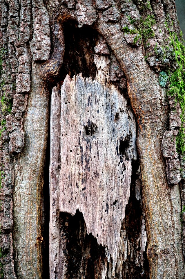 Tree trunk plant nature