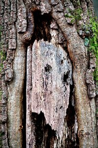 Tree trunk plant nature