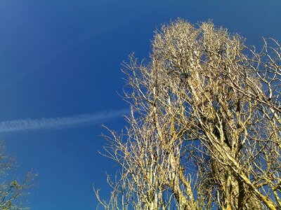 Sky tree contrail photo