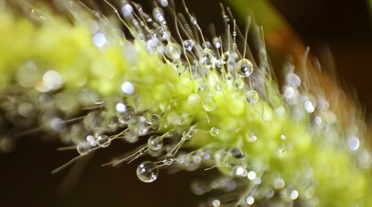 Dew water drop of water