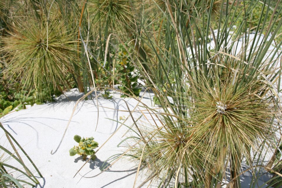 Dune grass needle grass in the sand dune fauna