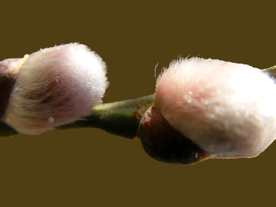 Willow catkin soft fluffy