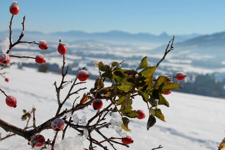 Snow rosebush winter photo