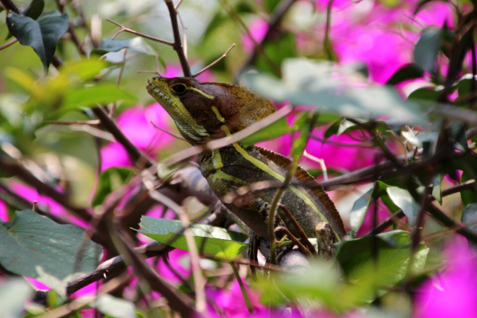 Animals camouflage animal