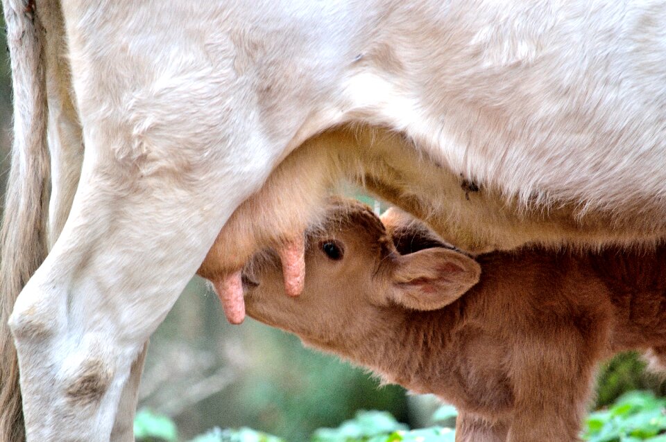 Mom and son animals breastfeed