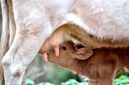 Mom and son animals breastfeed
