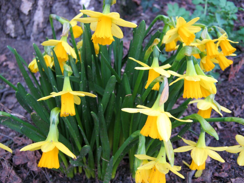 Yellow flowers spring