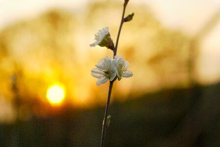 June tree flower