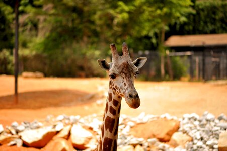 Zoo african big
