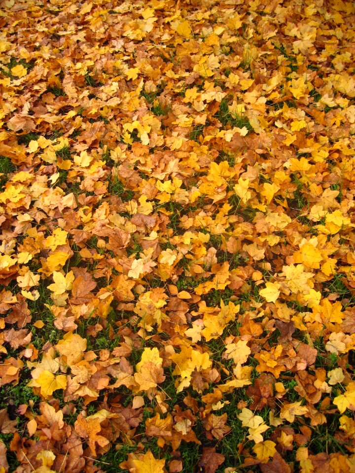 Leaves leaves in the autumn leaf