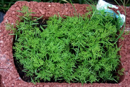 Spring bucket dill