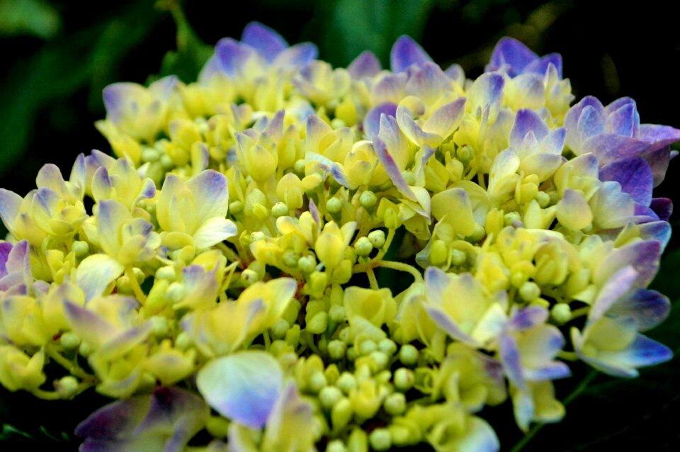 Bloom nature petals