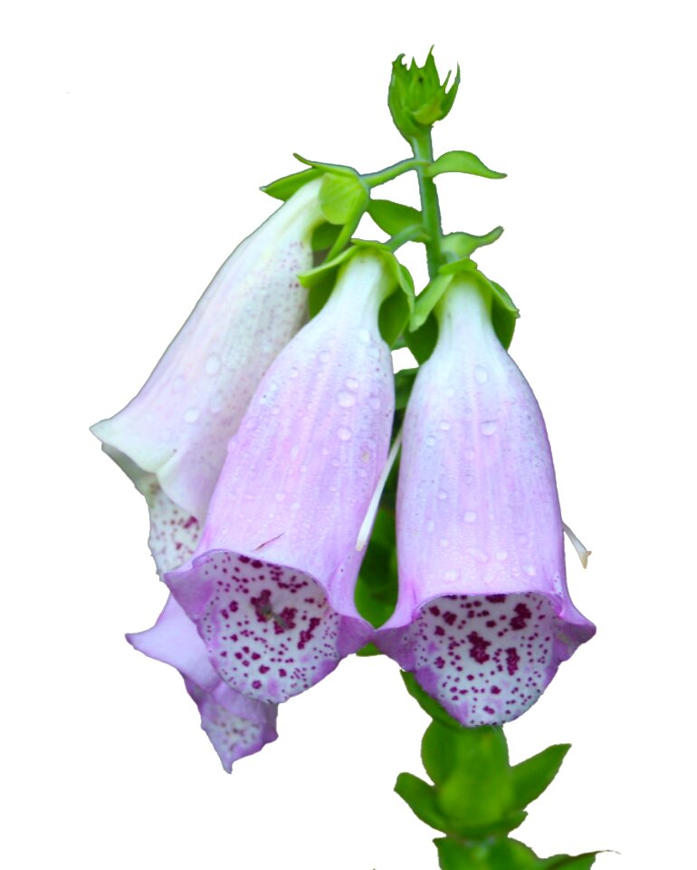 Violet white spring