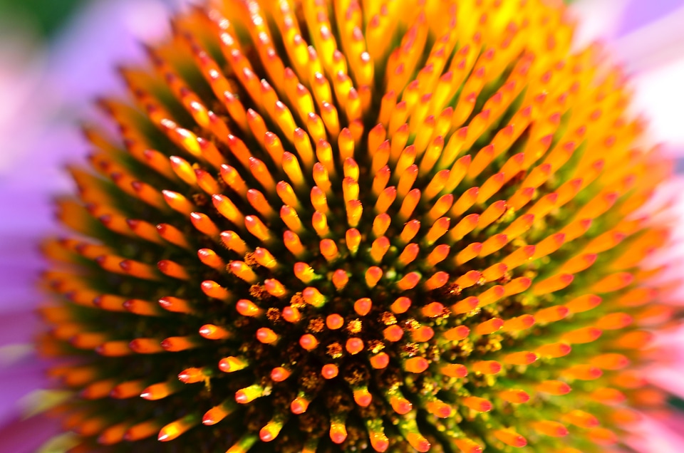 Flower orange yellow