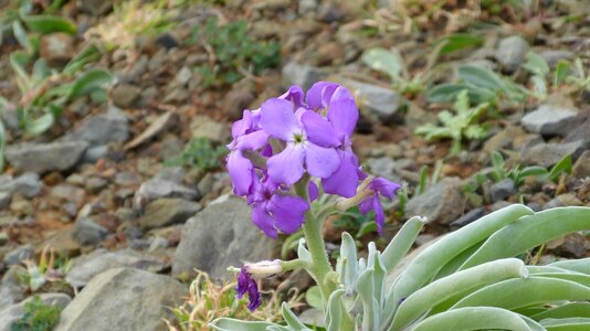 Purple portugal flora