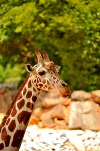 Zoo african big