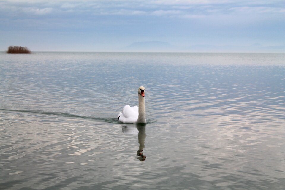 Swan nature lake balaton
