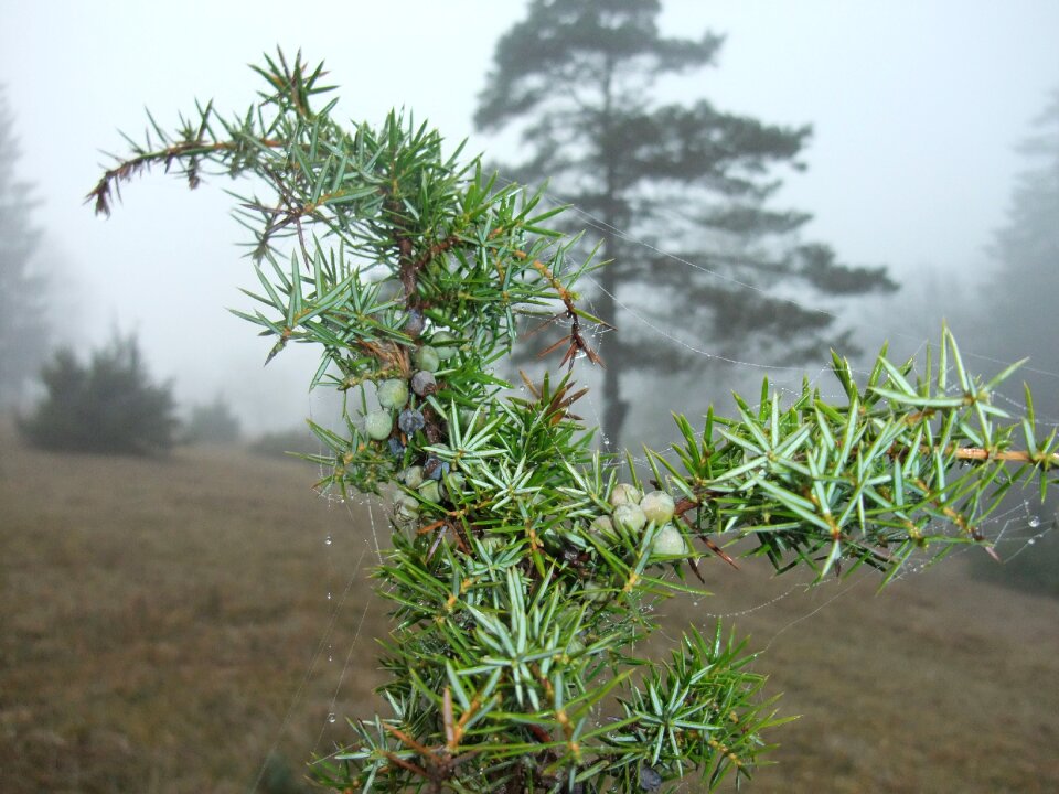 Spider web in the juniper juniper autumn