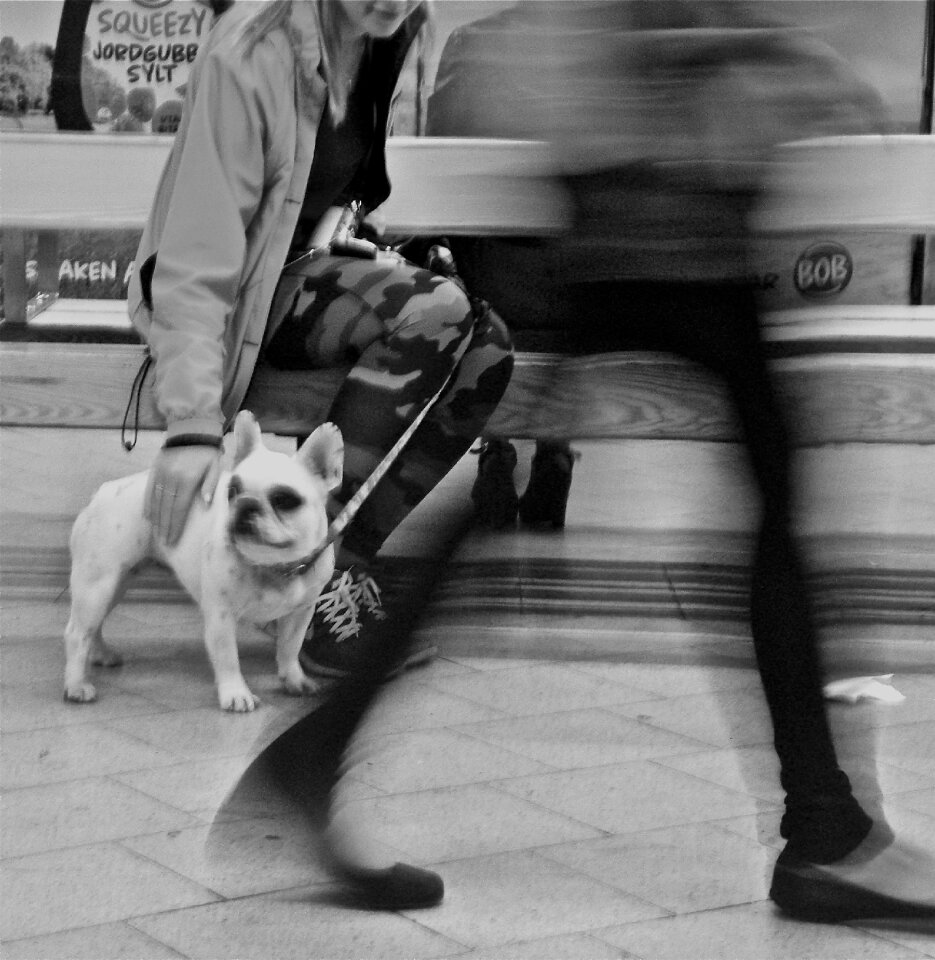 Dog metro stockholm