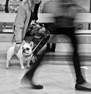 Dog metro stockholm