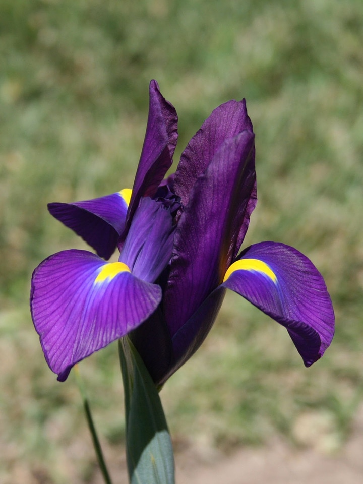 Blue colorful purple