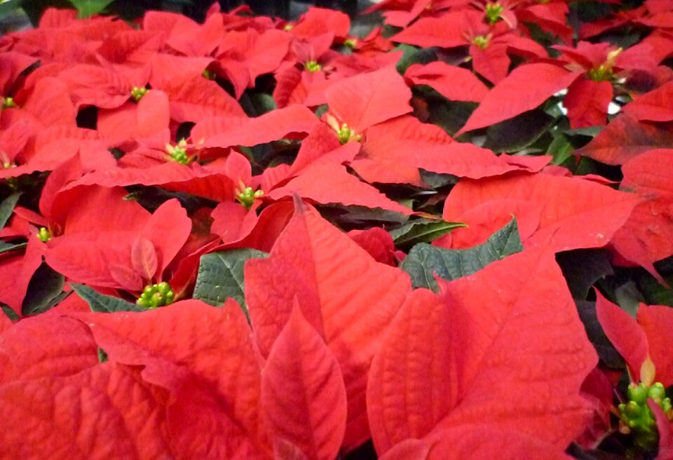 Advent plant blossom
