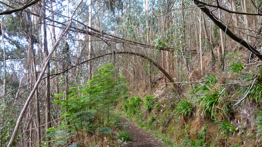 Levada trail vacations