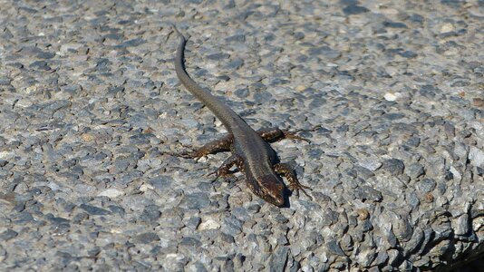 Madeira portugal lizard