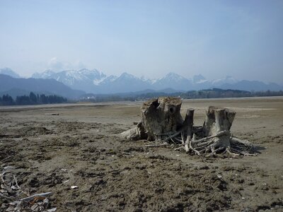 Dry tree stump water photo