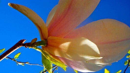 Magnolia blue summer