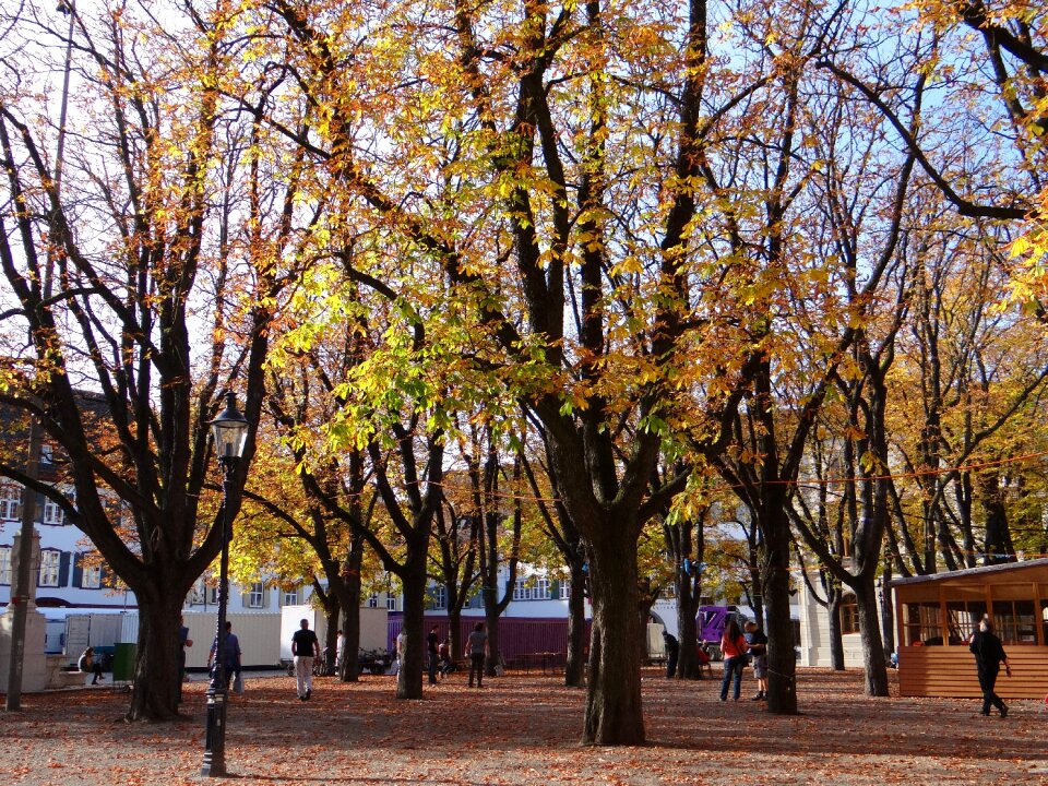 Colorful leaf fall leaves