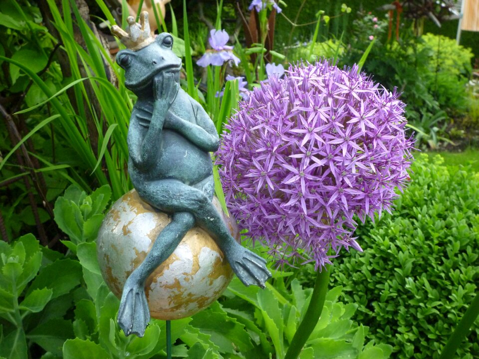Garden ornamental onion fairy tale prince