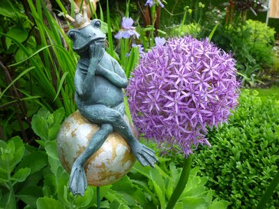 Garden ornamental onion fairy tale prince photo