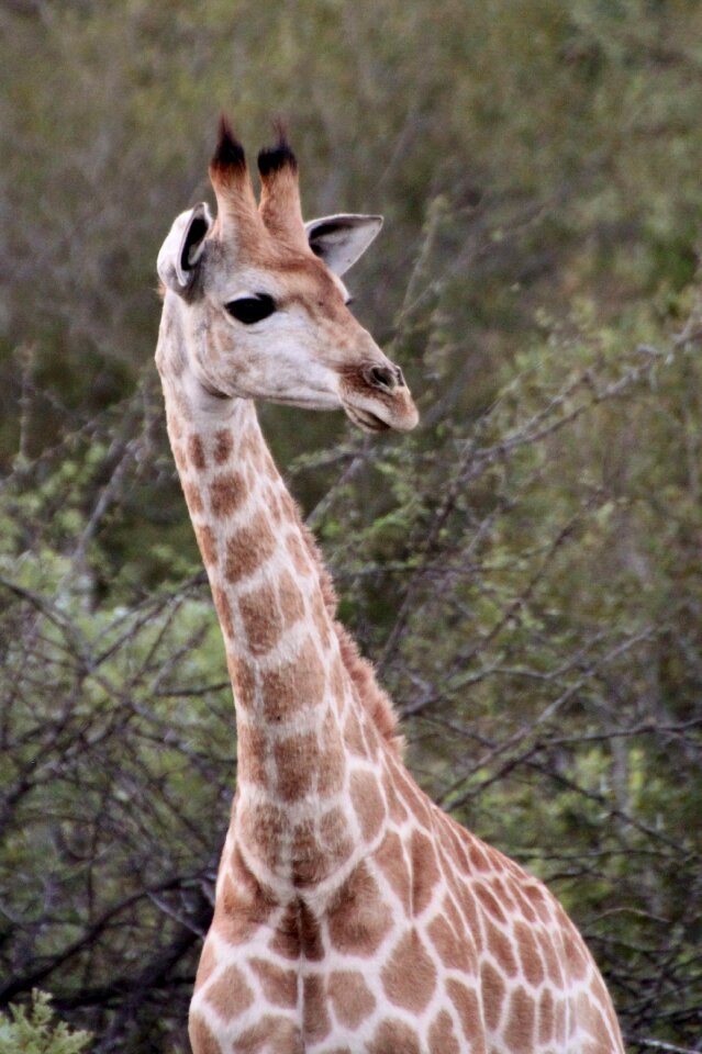 Safari head portrait