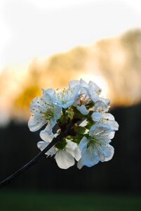 June tree flower photo