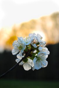 June tree flower