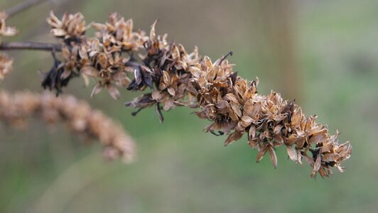 Getrcknet brown parching photo