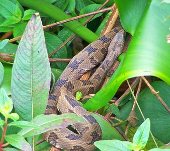 Wildlife close-up viper