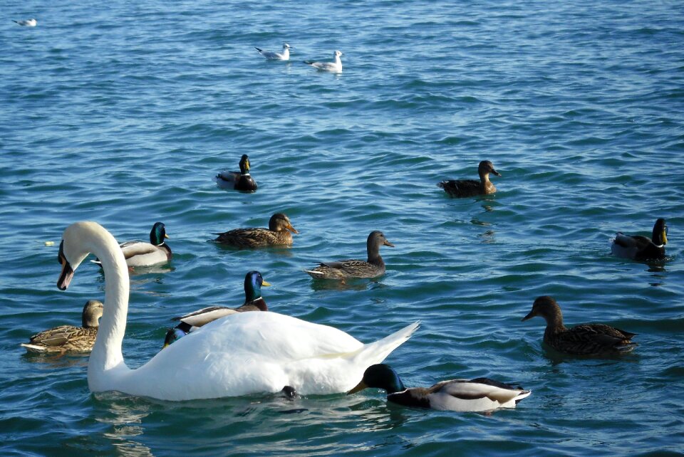 Waterfront lake balaton balatonfüred