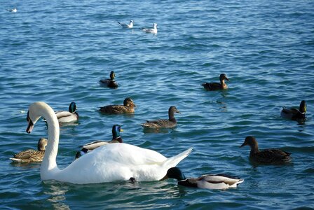 Waterfront lake balaton balatonfüred