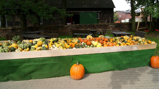Autumn halloween pumpkins