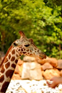 Zoo african big