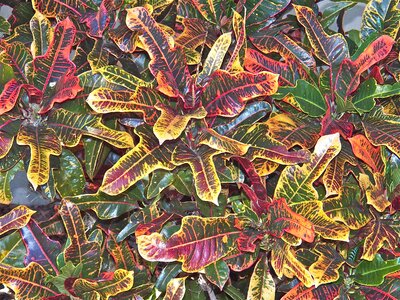 Color close-up exotic