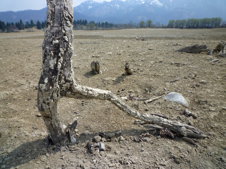 Old dead plant branches
