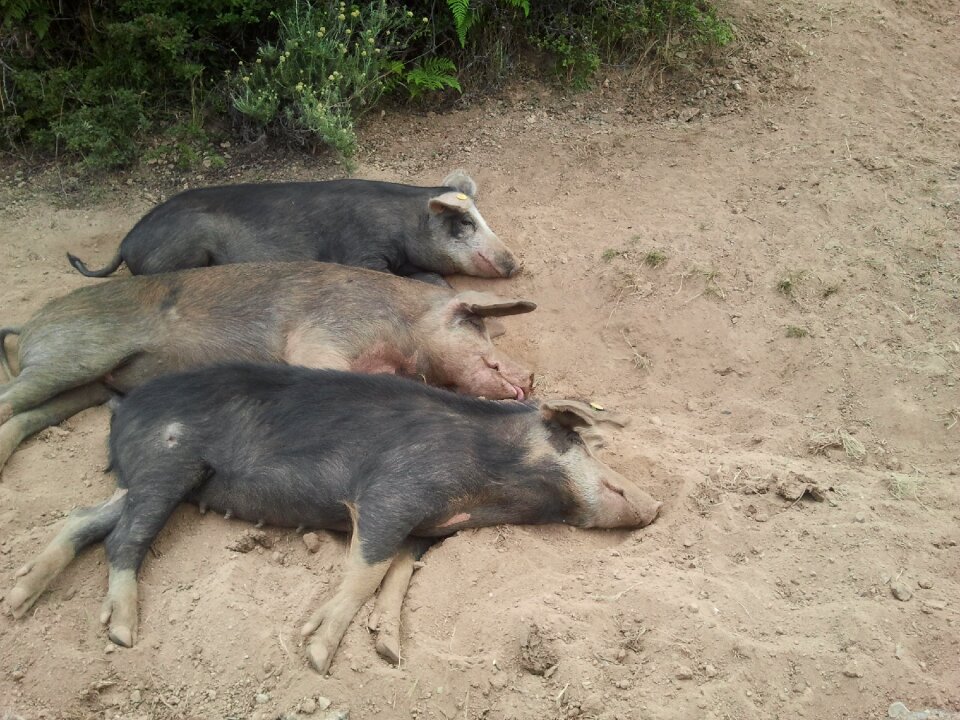 Animals nature dirty