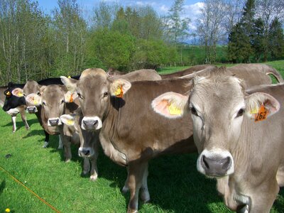 Cow pasture allgäu photo