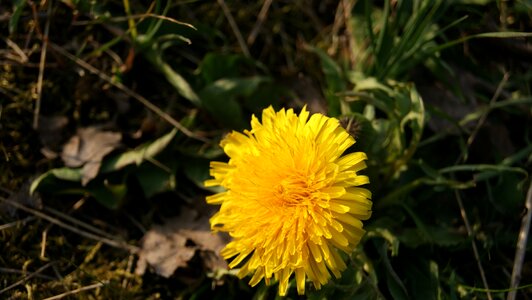 Plant yellow blossom photo